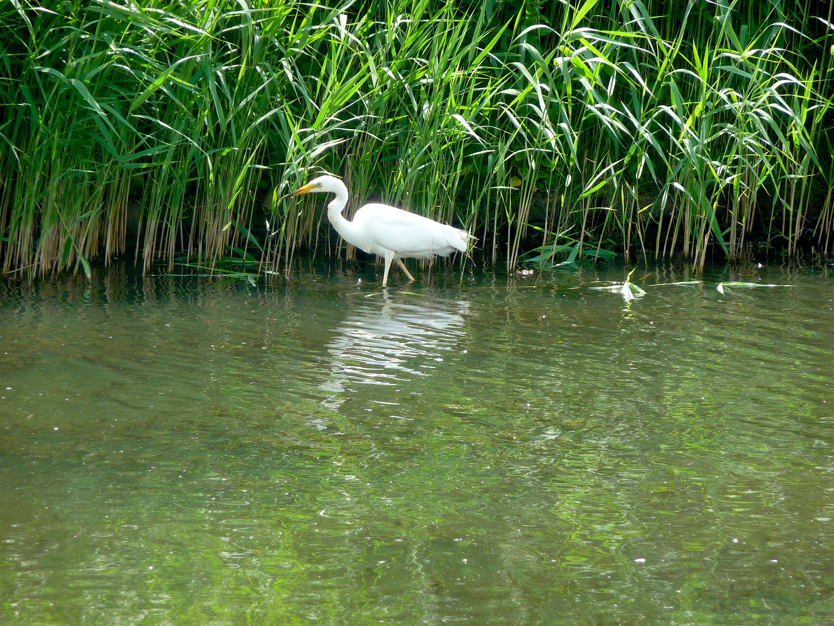 Afbeelding jagende reiger